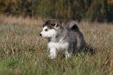 ALASKAN MALAMUTE 465